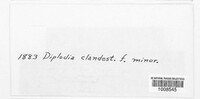 Diplodia clandestina image